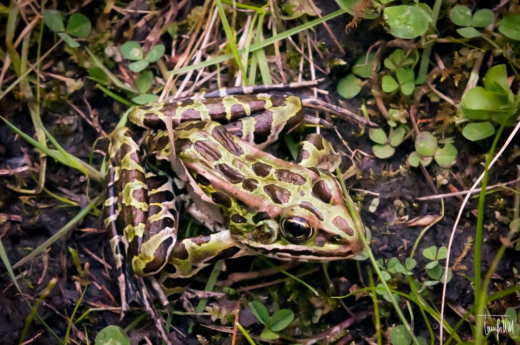 Southern Cricket Frogs: The Wetland Acrobats in Crisis (image credits: flickr)