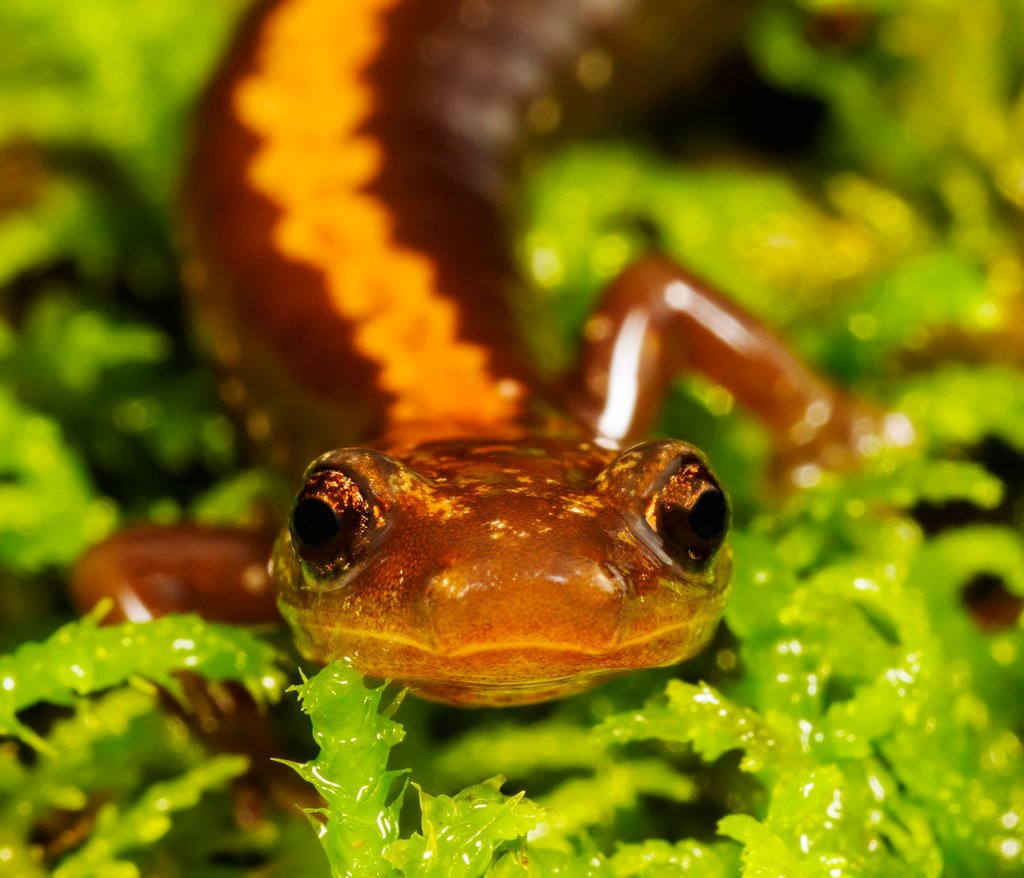 The Perfect Storm: Why Mississippi's Amphibians Are Losing (image credits: flickr)