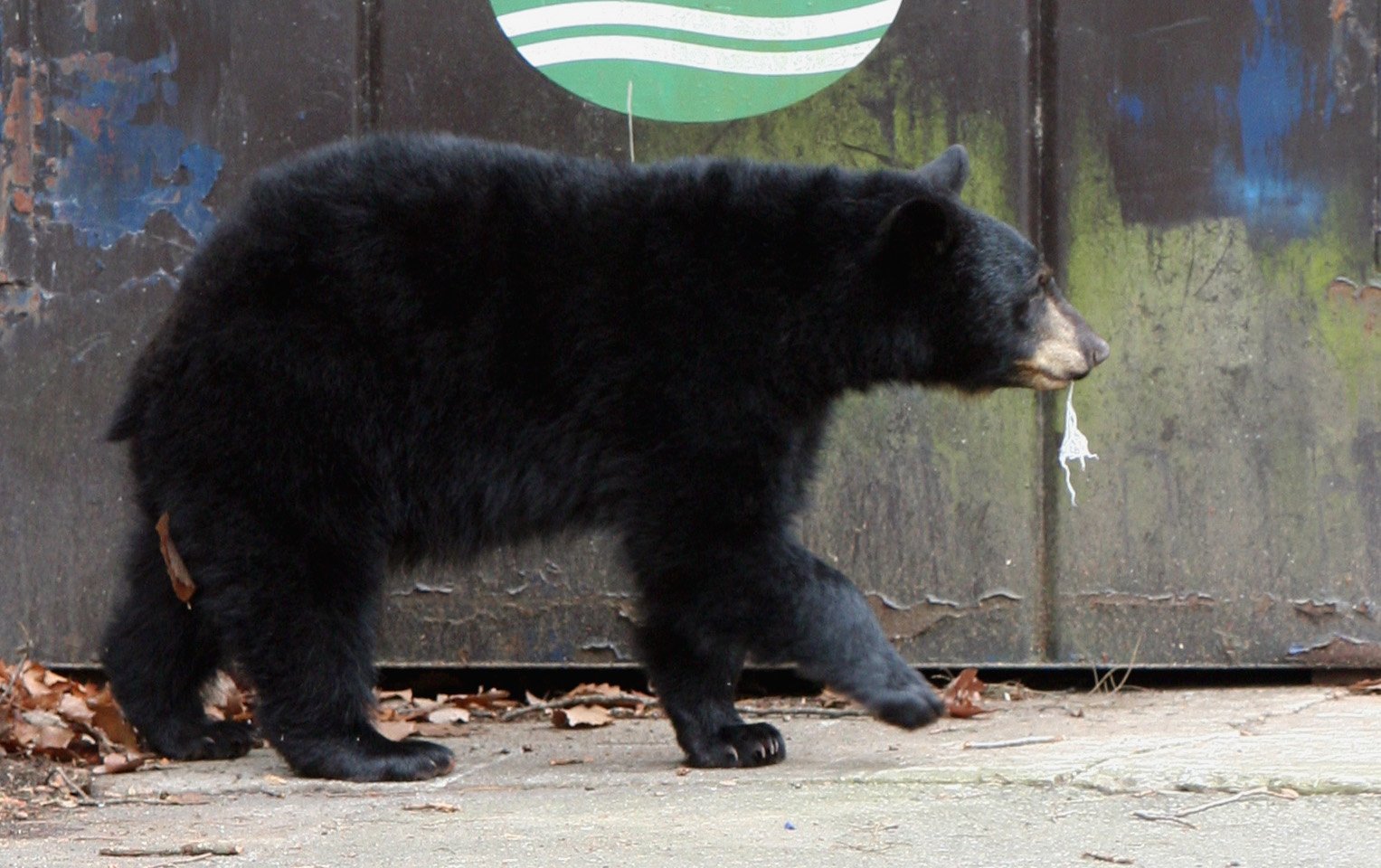 When Natural Food Becomes Scarce, Bears Get Creative (image credits: wikimedia)