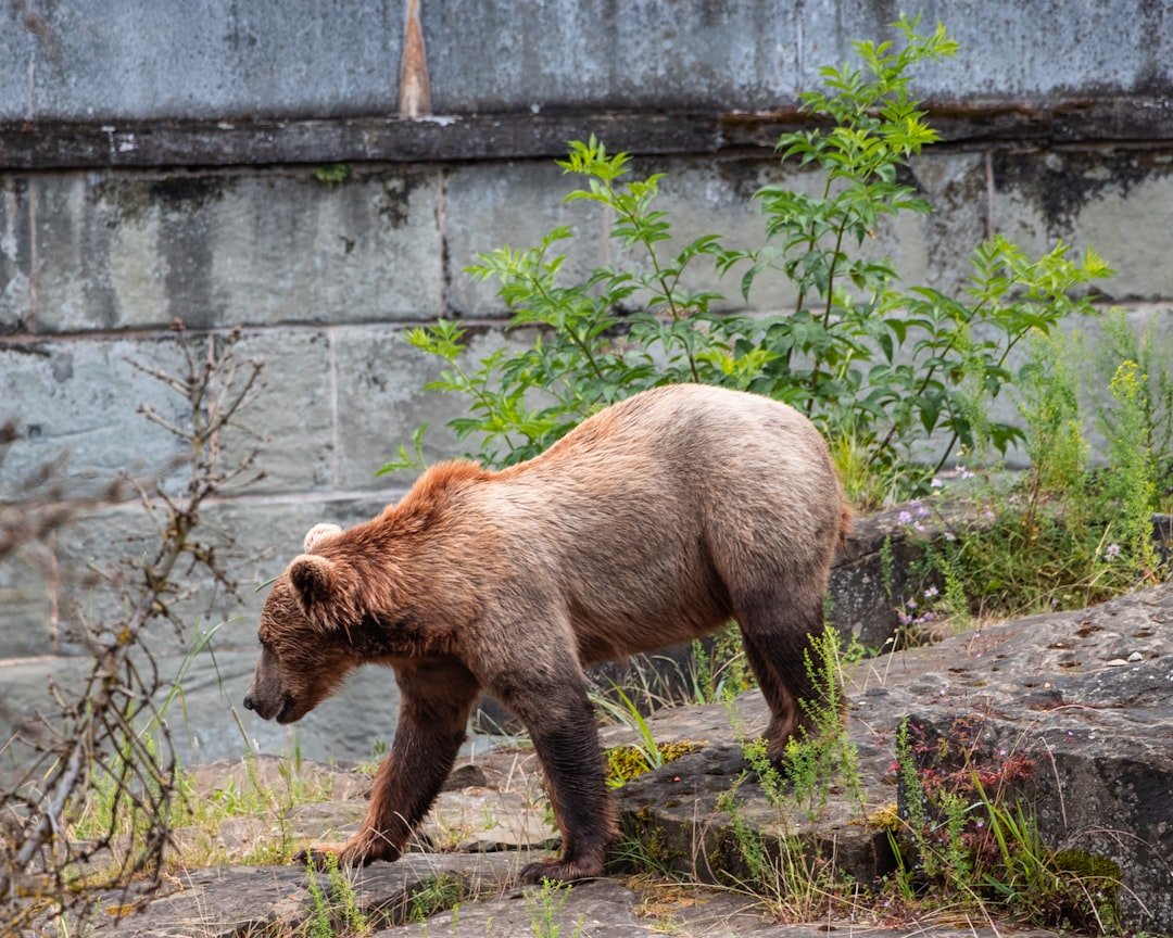 Urban Sprawl: Creating the Perfect Bear Highway (image credits: unsplash)