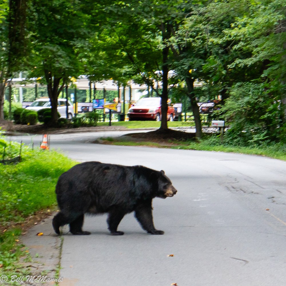 The Gender Gap: Why Male Bears Lead Urban Expansion (image credits: flickr)