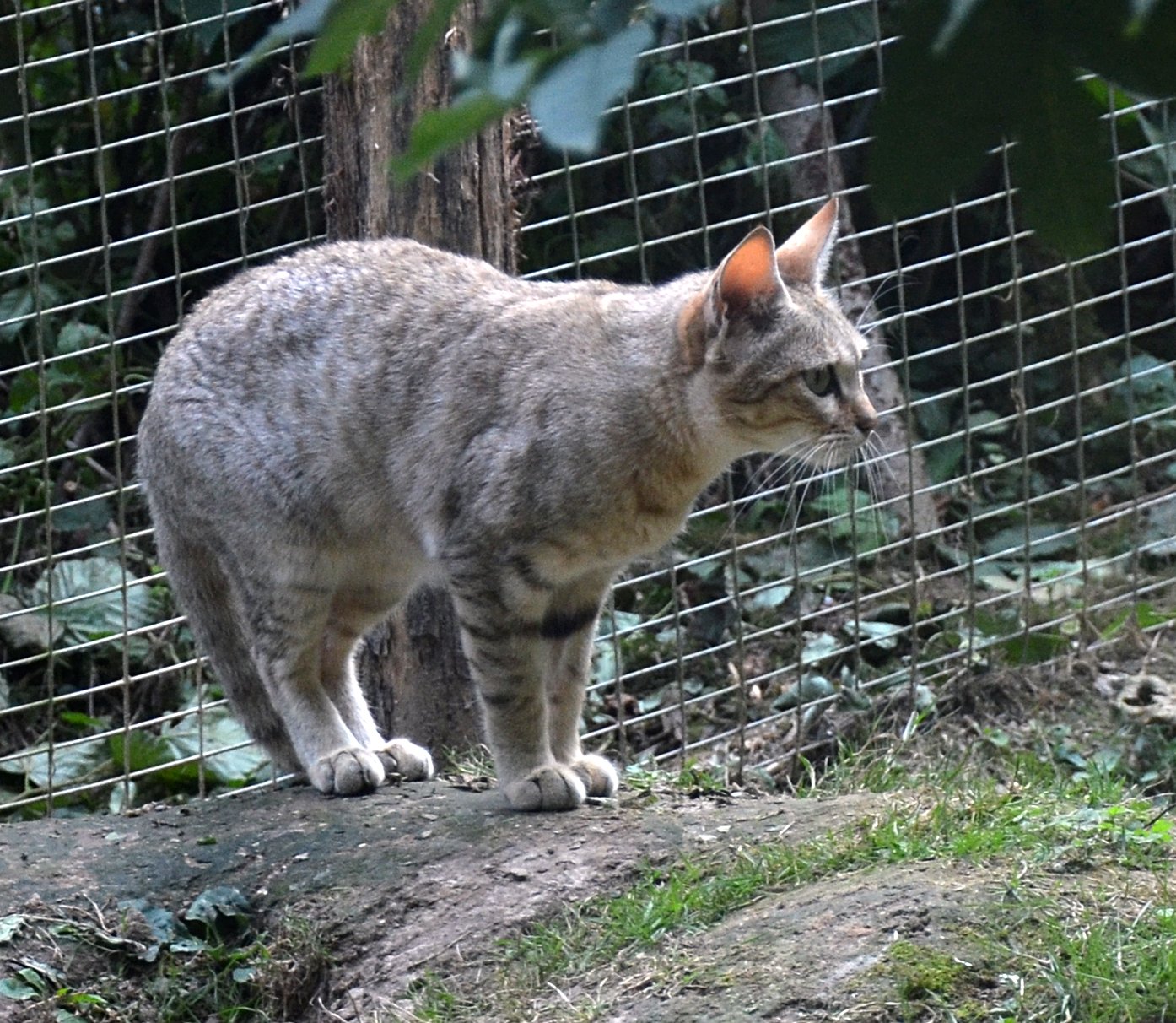 The Hidden Clues (image credits: wikimedia)