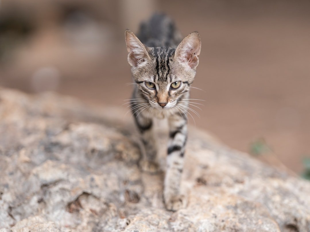 From Ancient Tracks to Modern Science (image credits: unsplash)