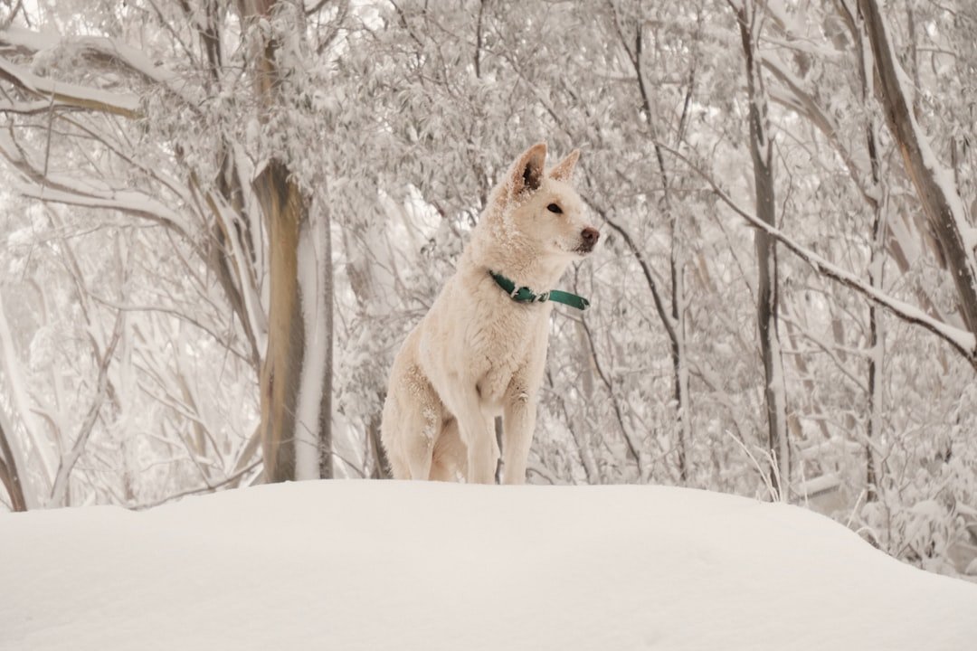 Thin Air, Thick Risks: Colorado’s Rapid Ascent Problem (image credits: unsplash)