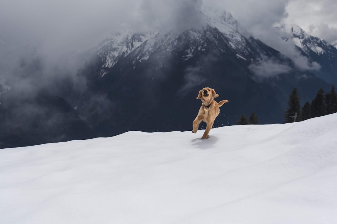 What Altitude Does to a Dog’s Body (image credits: unsplash)