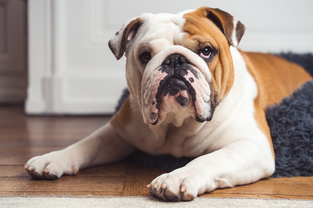 Breeds and Backgrounds: Who’s Most Vulnerable (image credits: unsplash)