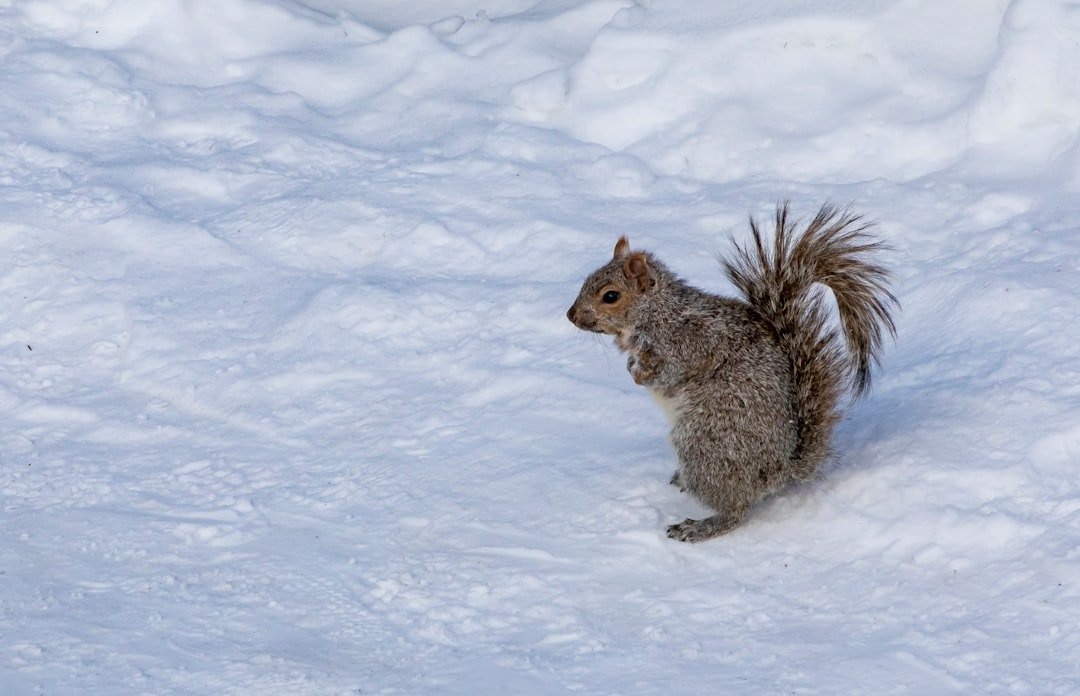 Arctic Ground Squirrel: The Mammal That Flirts with Ice (image credits: unsplash)