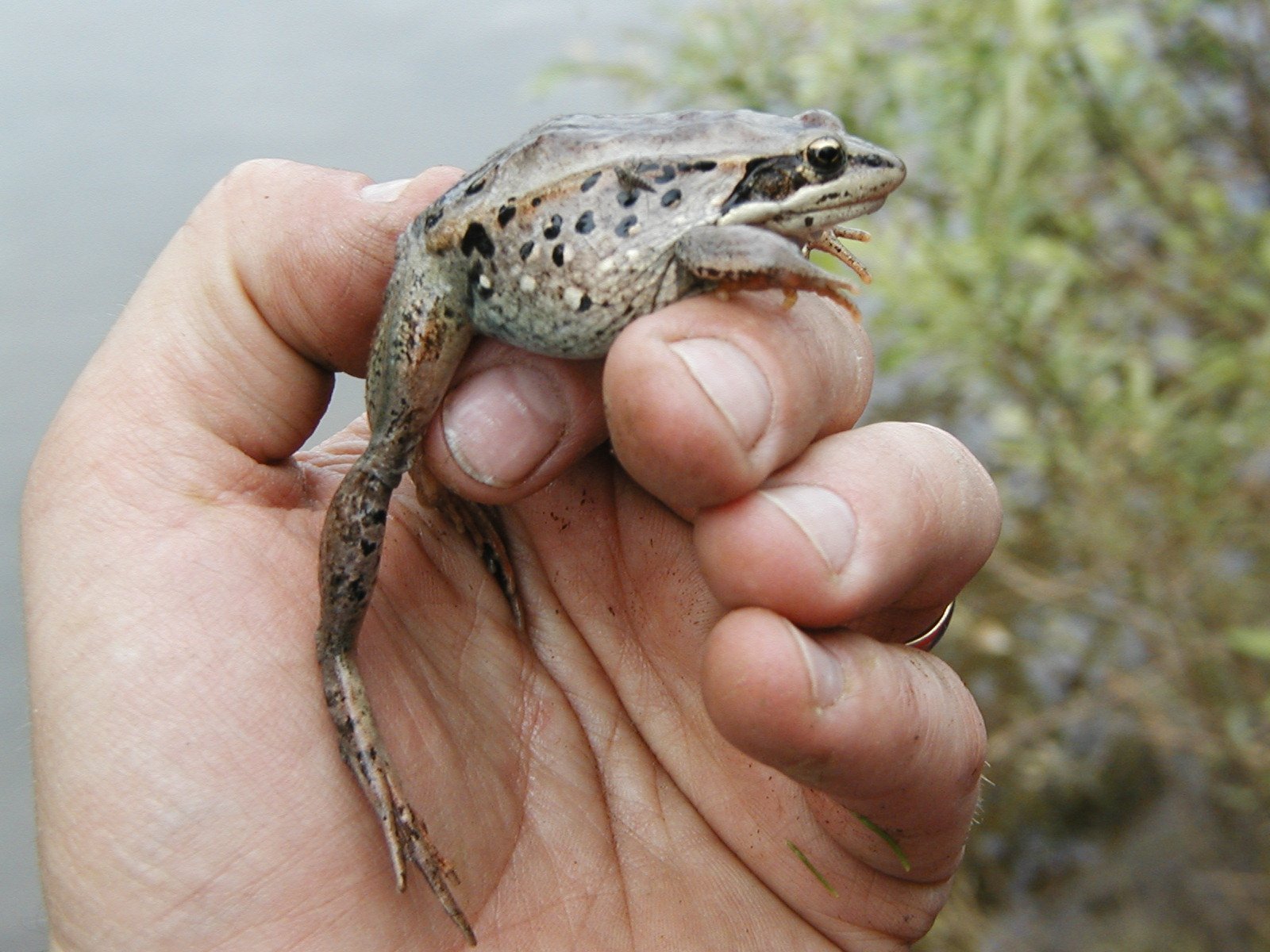Wood Frog: The Heart That Stops and Starts Again (image credits: wikimedia)