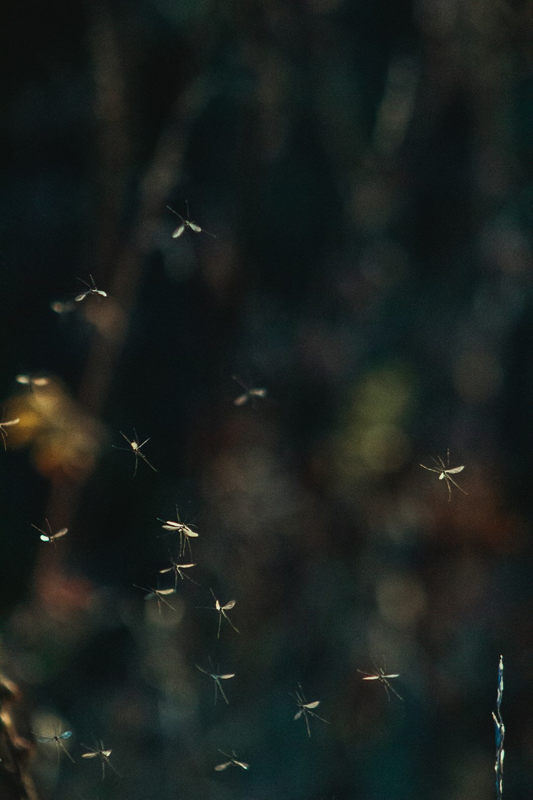A Perfect Storm of Mosquitoes (image credits: unsplash)