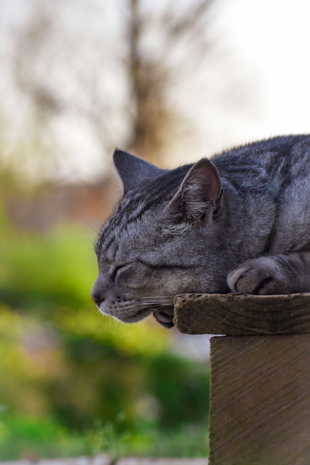 People, Pets, and the Wild Edge (image credits: unsplash)