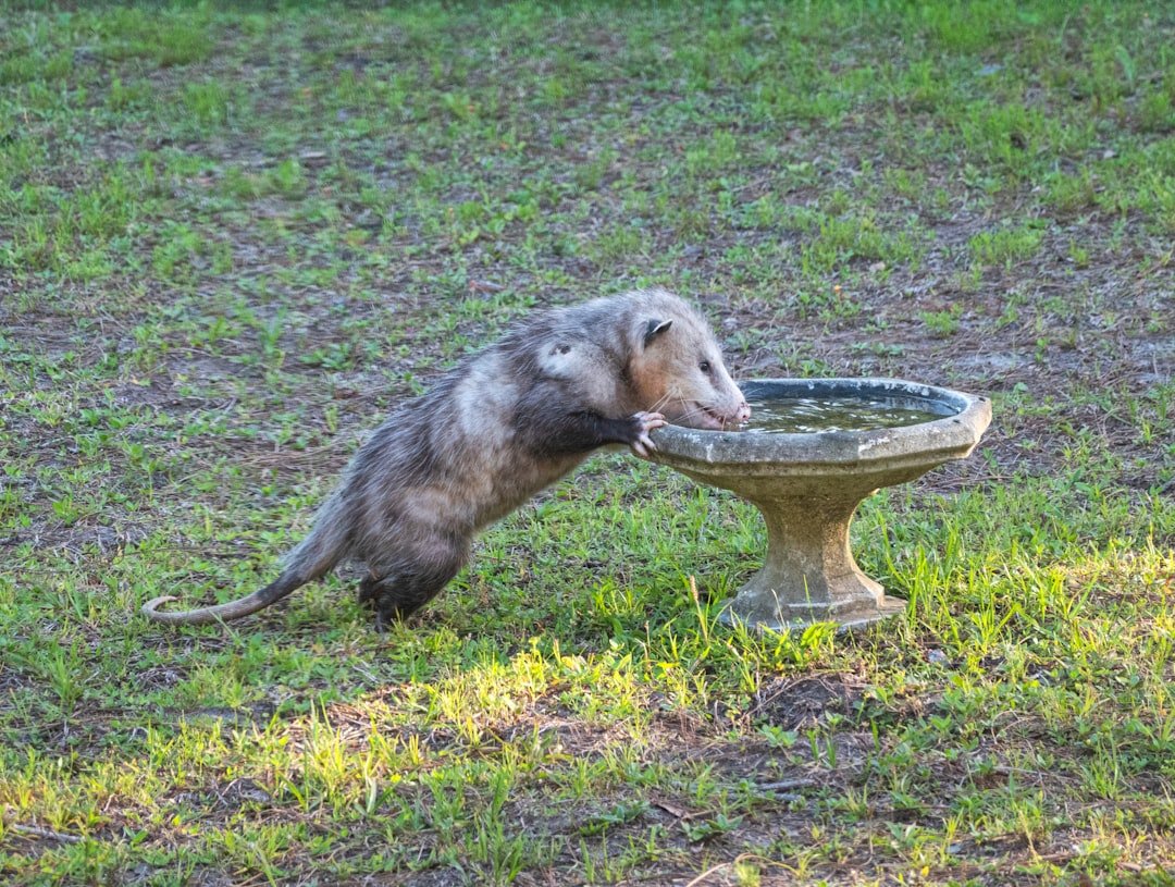 Wildlife at the Edges (image credits: unsplash)