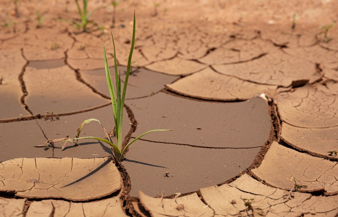 1976-77: The Drought That Changed Everything (image credits: unsplash)
