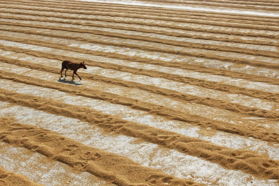 Agricultural Devastation and Economic Transformation (image credits: unsplash)