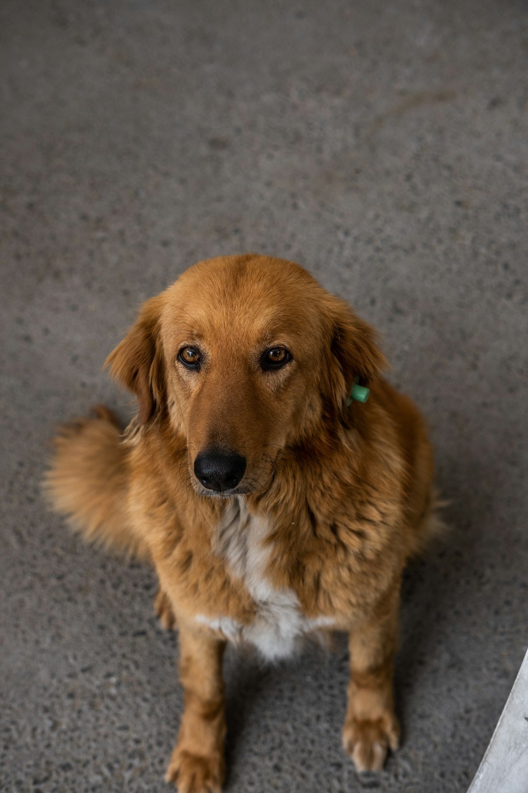 Urban Homes, Furry Friends (image credits: unsplash)