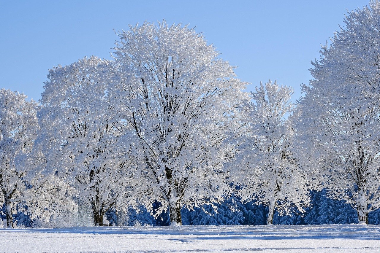 Ice Storms That Turned Trees Into Crystal Weapons (image credits: pixabay)
