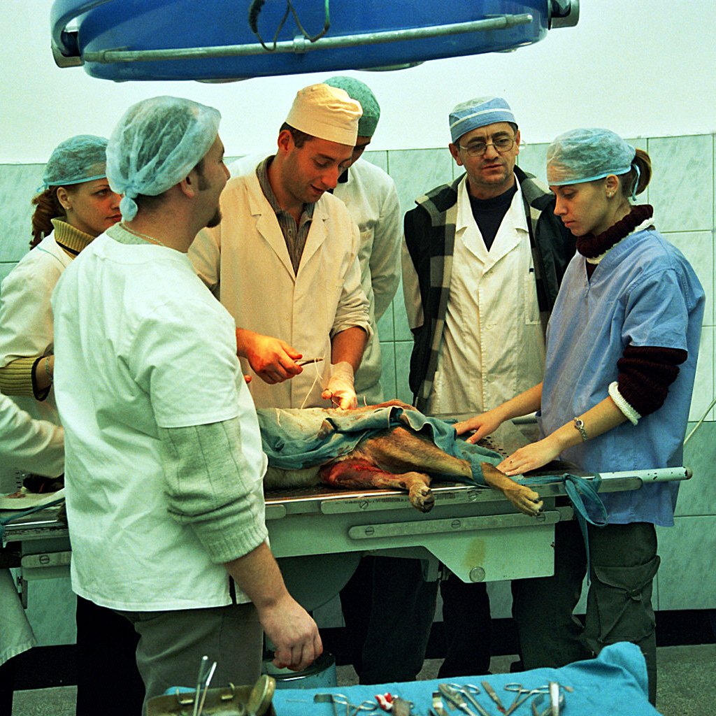 One Health in Action (image credits: wikimedia)
