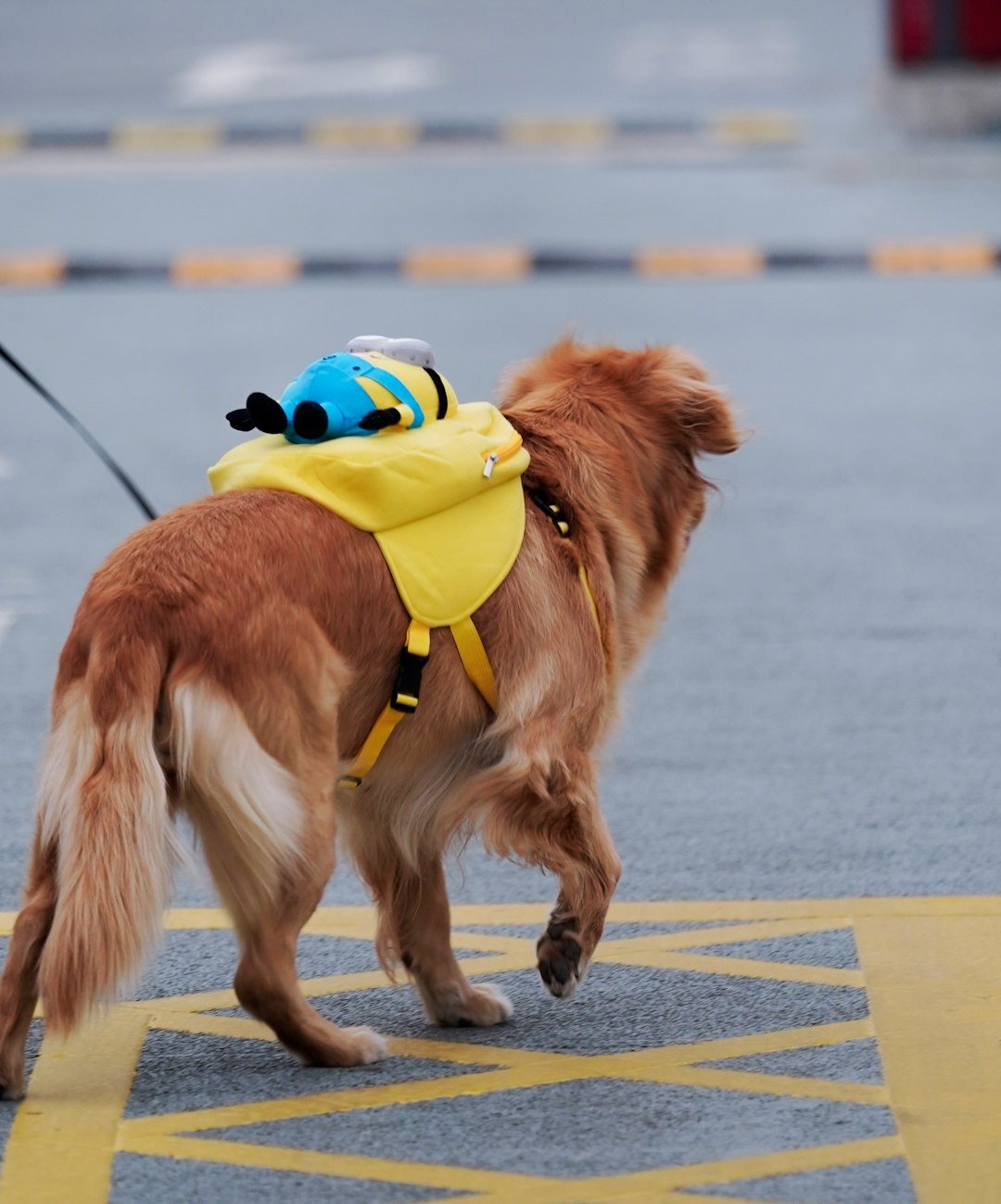 On the Move: Evacuation With Four Legs (image credits: unsplash)