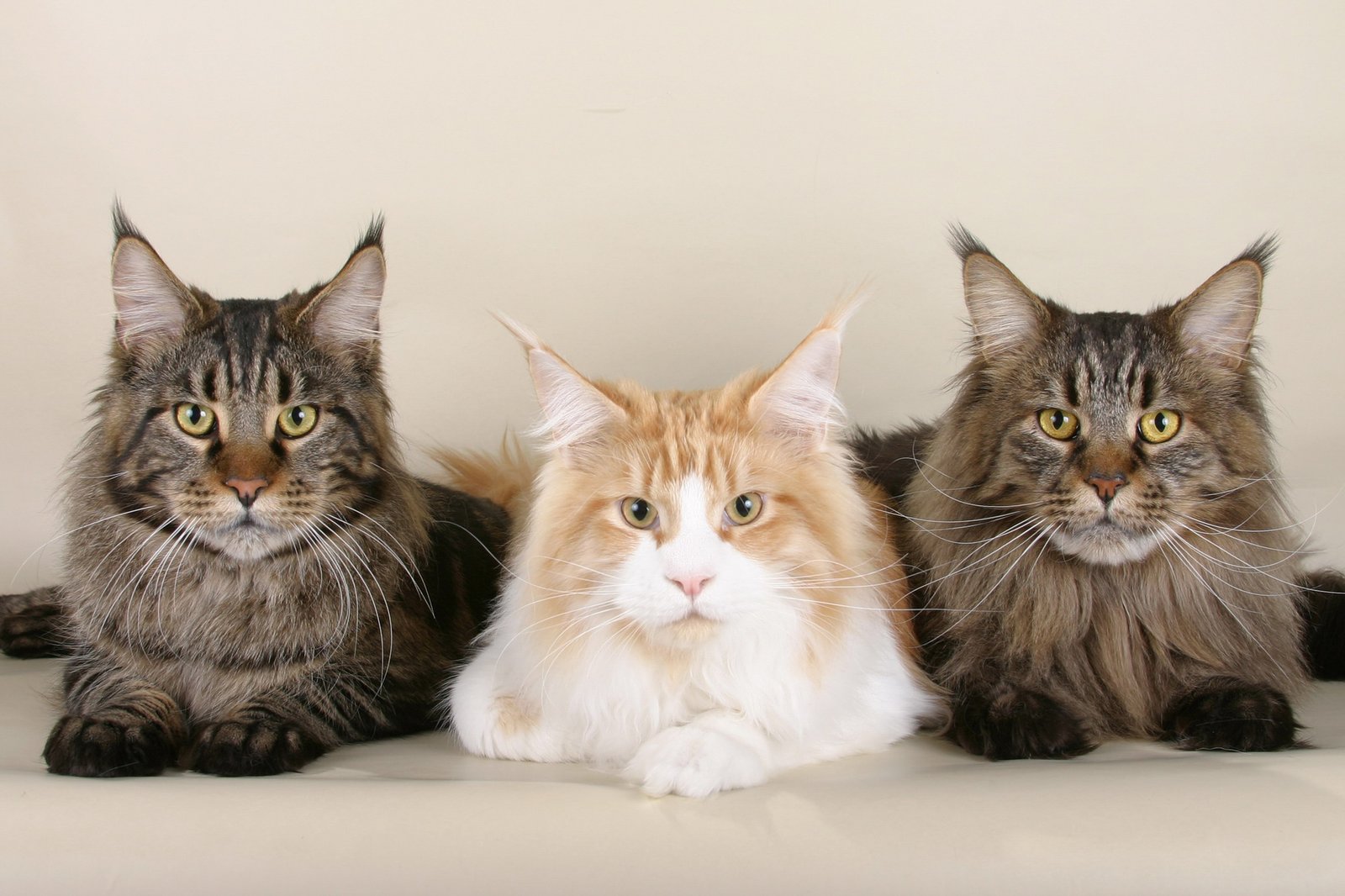 Maine Coons: The Gentle Giants of Manhattan (image credits: wikimedia)