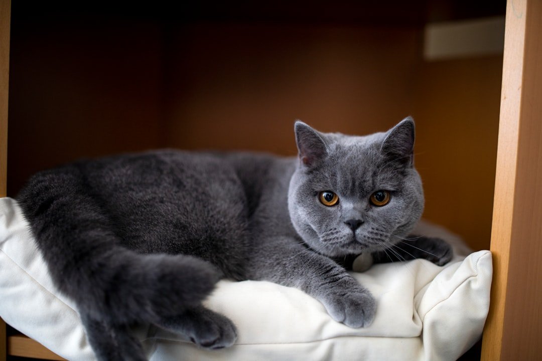 British Shorthairs: The Well-Mannered Apartment Dwellers (image credits: unsplash)