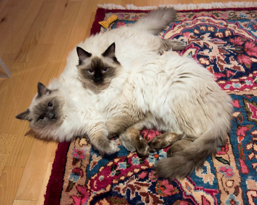 Ragdolls: The Ultimate Cuddle Companions (image credits: flickr)