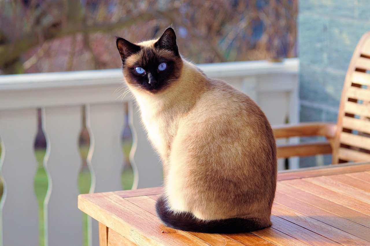 Siamese: The Talkative Neighbors (image credits: pixabay)