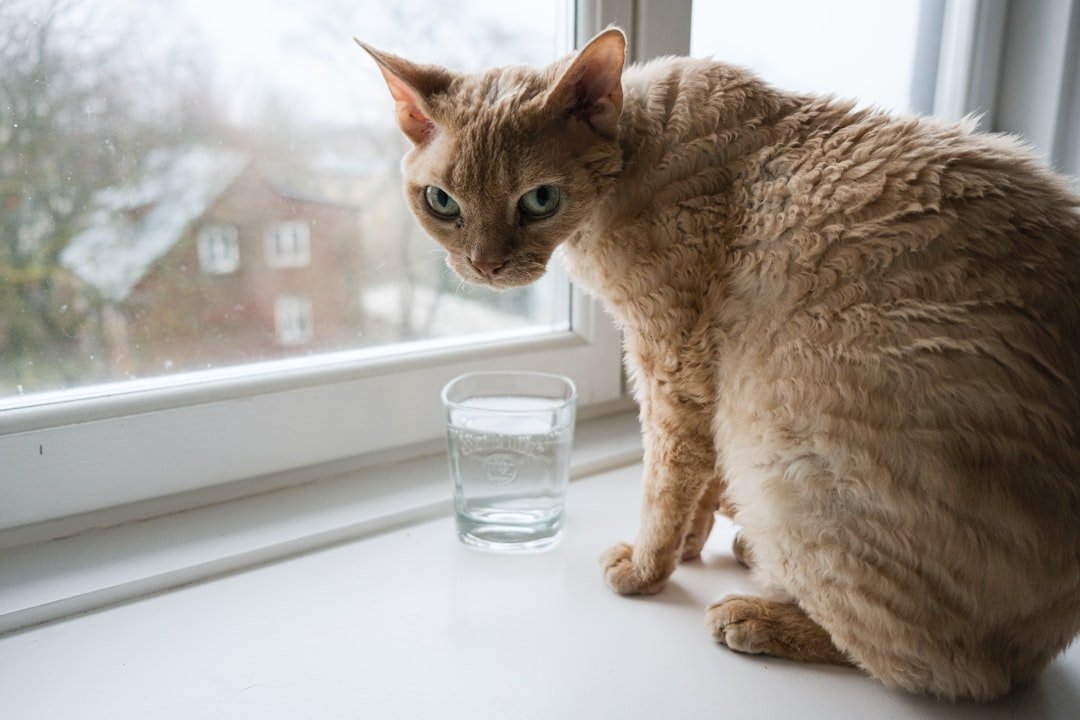 Devon Rex: The Playful Space Savers (image credits: unsplash)