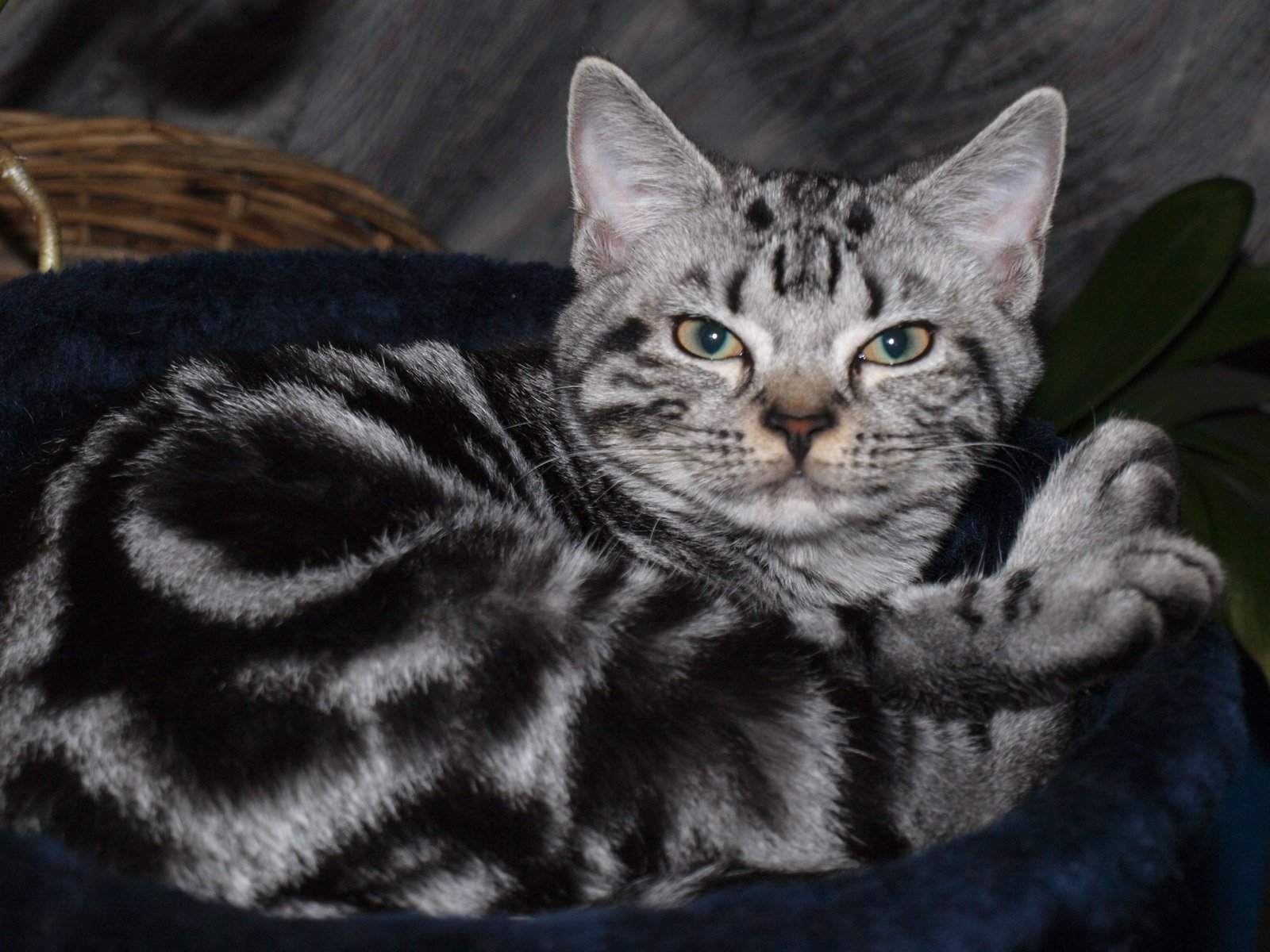 American Shorthairs: The All-American Apartment Cats (image credits: PB223274, CC BY 2.0, https://commons.wikimedia.org/w/index.php?curid=11816531)