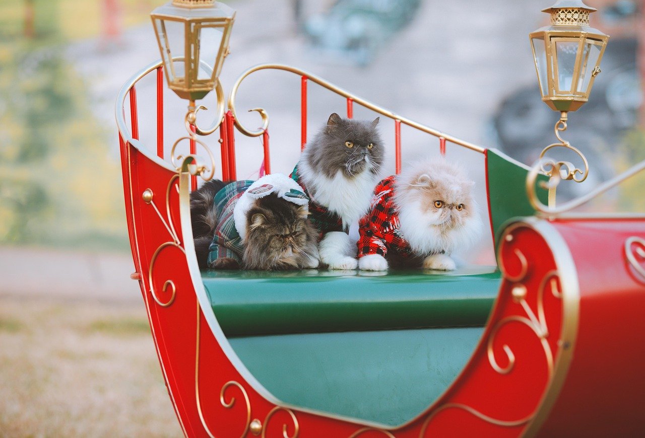 Persian Cats: The Luxurious Lapdogs (image credits: pixabay)