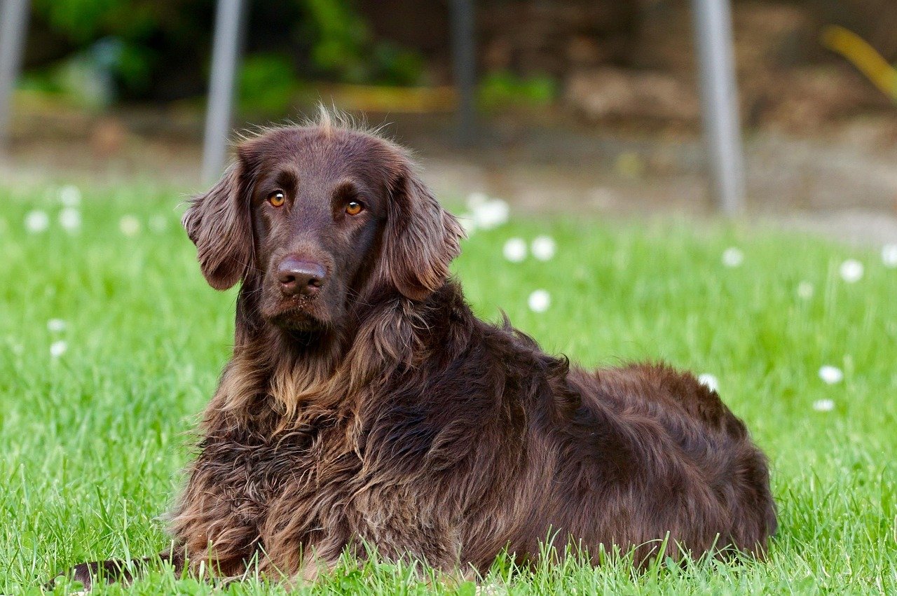 Vulnerable Breeds: Who's Most at Risk (image credits: pixabay)