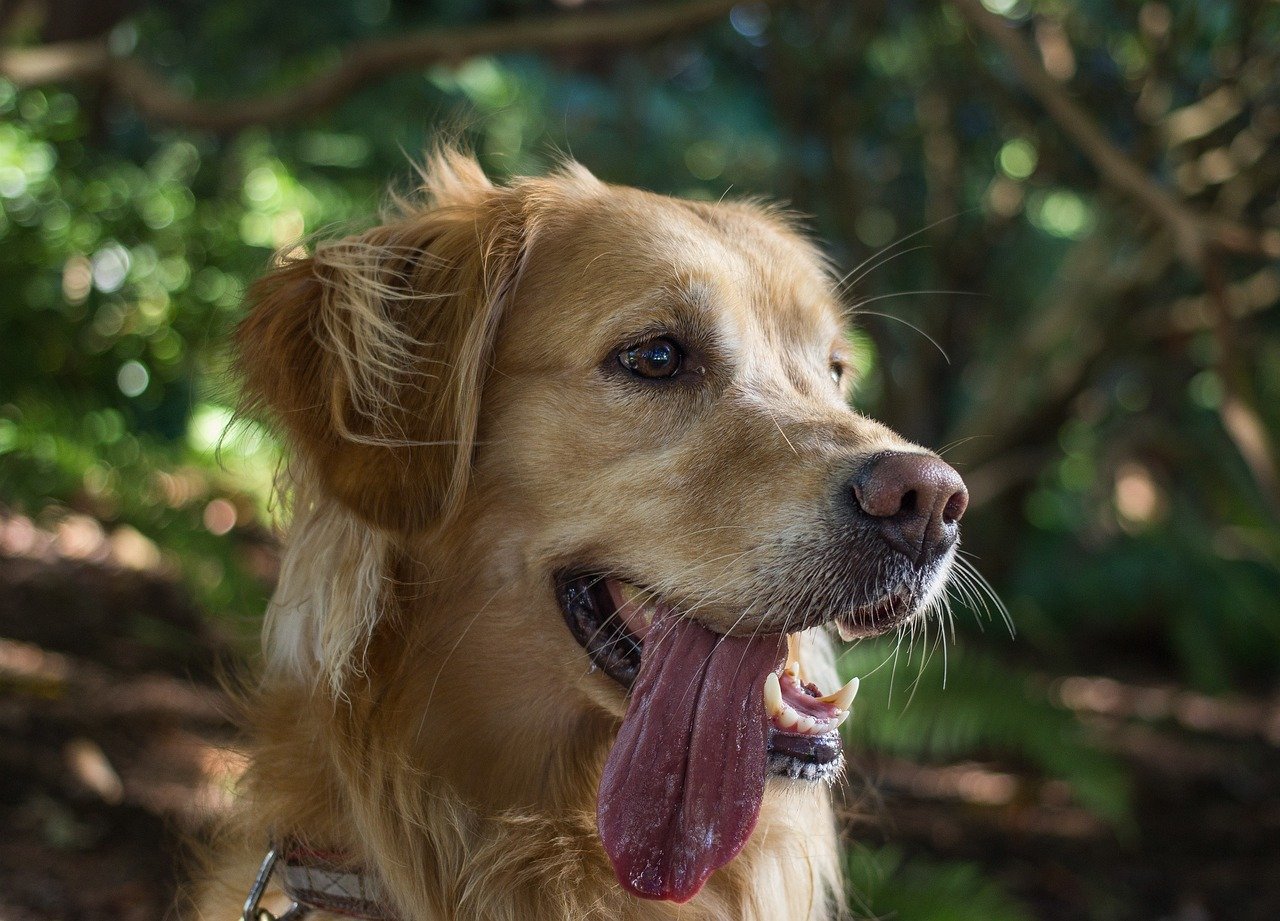 The Science Behind Canine Heat Stress (image credits: pixabay)