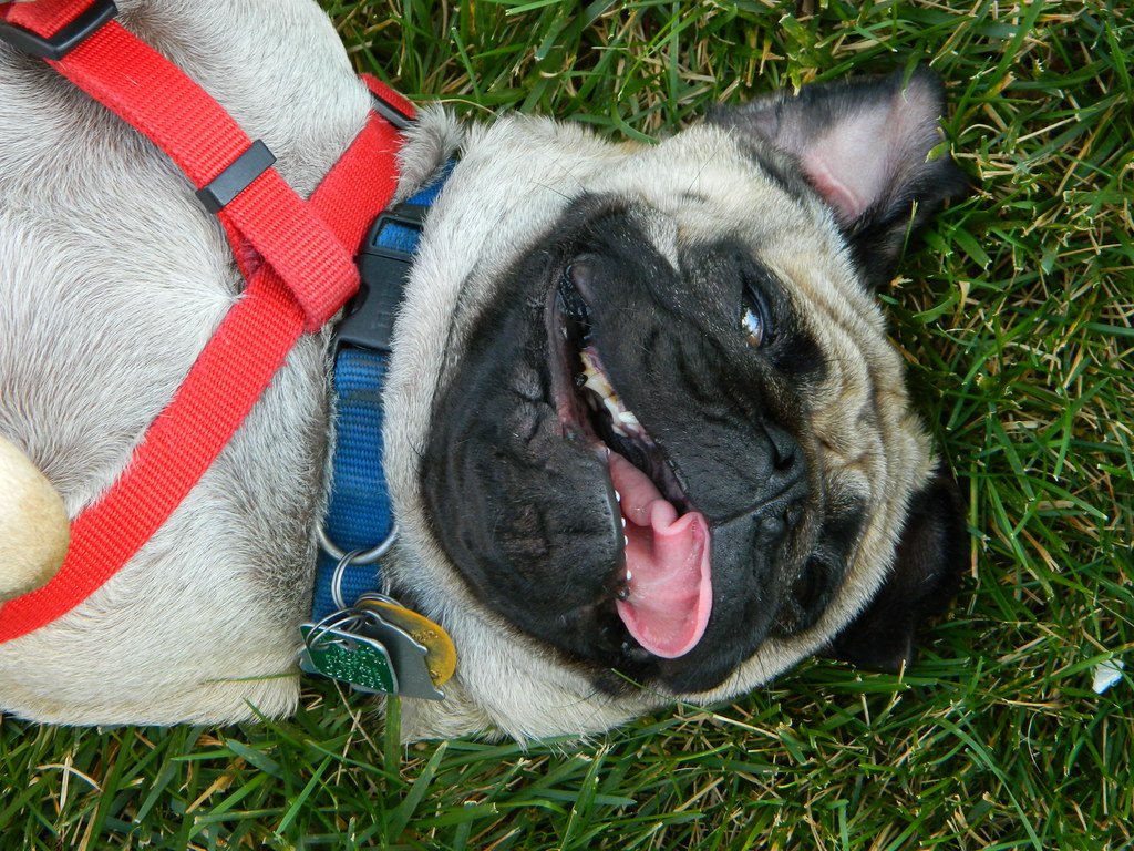 Warning Signs Every Arizona Dog Owner Must Know (image credits: flickr)