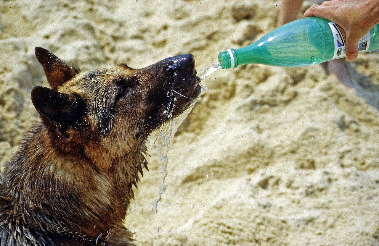 Prevention Strategies for Arizona Dog Owners (image credits: pixabay)