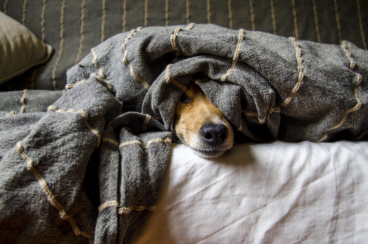 Hypothermia: The Silent Killer (image credits: pixabay)