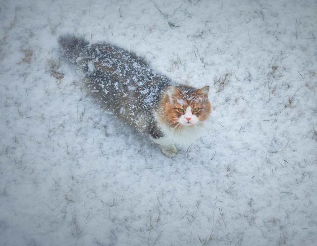 Frostbite: More Than Just Cold Paws