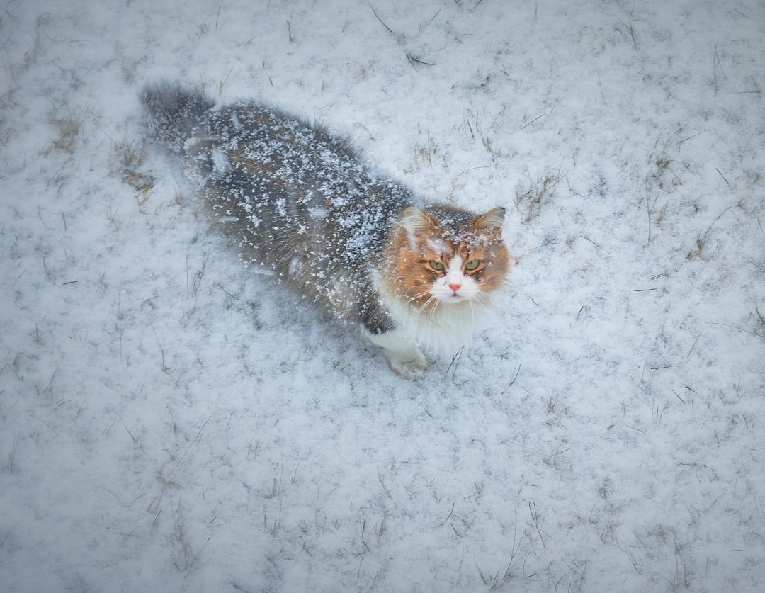 Frostbite: More Than Just Cold Paws (image credits: unsplash)
