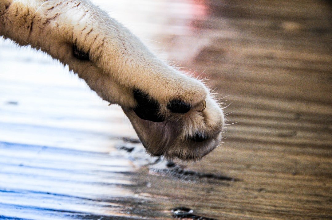 The Hidden Danger of Winter Chemicals (image credits: unsplash)