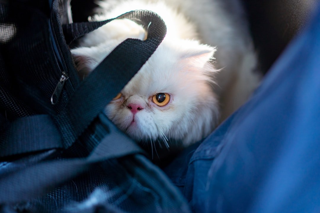 Cars: Death Traps in Disguise (image credits: unsplash)