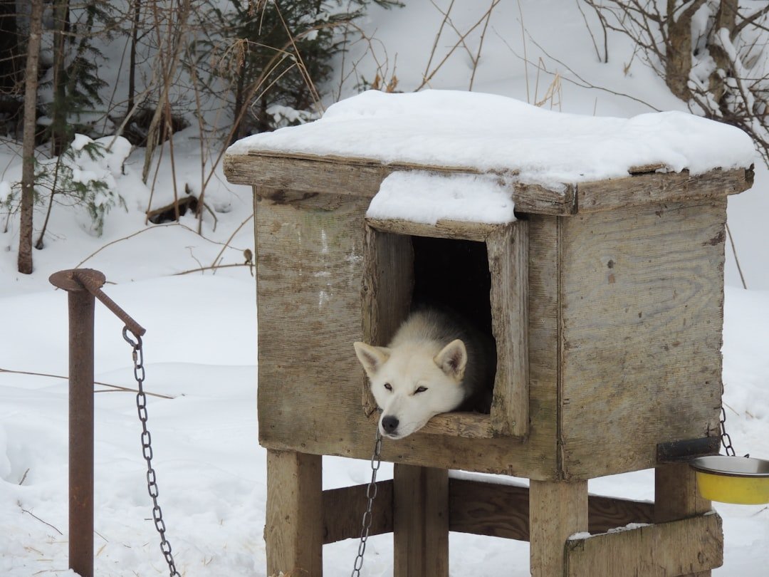 The Law Takes Winter Pet Safety Seriously (image credits: unsplash)