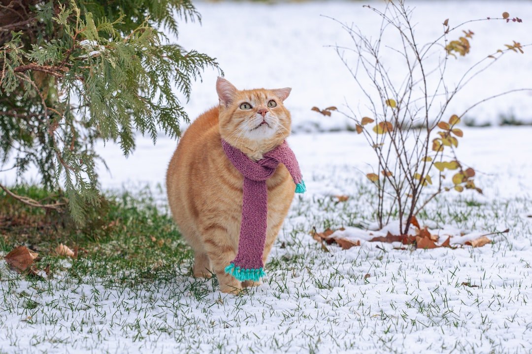Winter Weight: The Double-Edged Problem (image credits: unsplash)