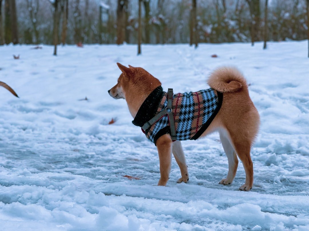 Taking Action: Your Pet's Winter Survival Guide (image credits: unsplash)