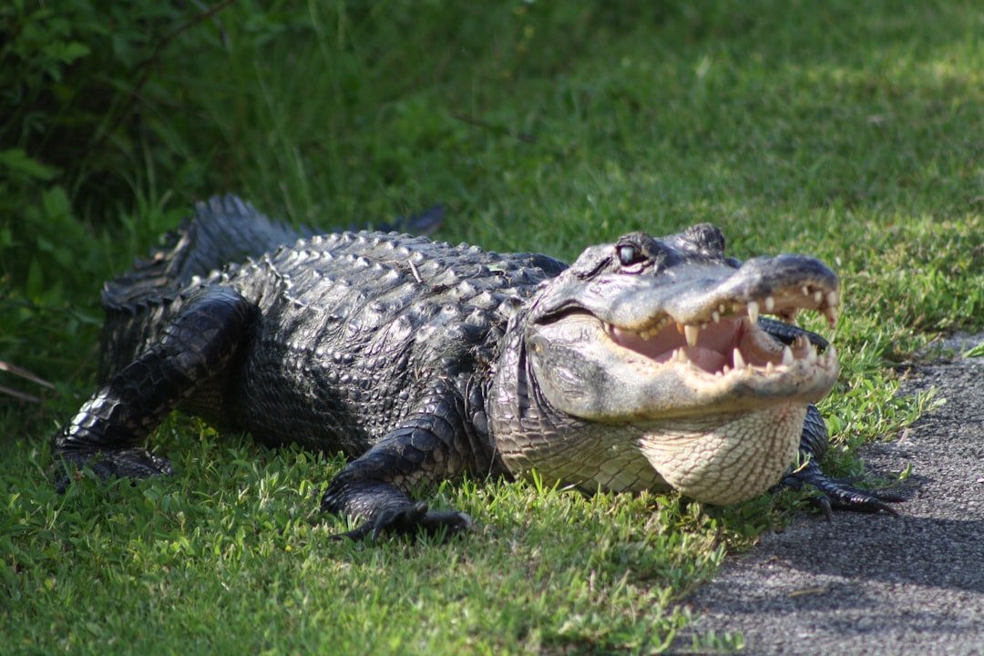 Trauma From Wildlife Encounters (image credits: unsplash)