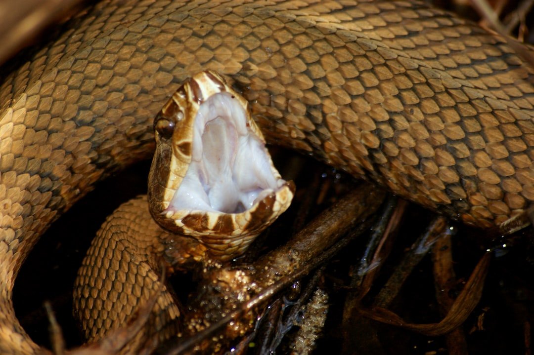 Venomous Snake Bites Are More Common Than You Think (image credits: unsplash)