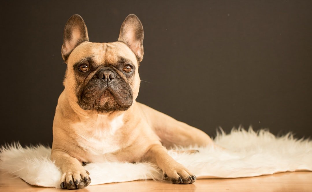 French Bulldogs Lead the Pack (image credits: unsplash)