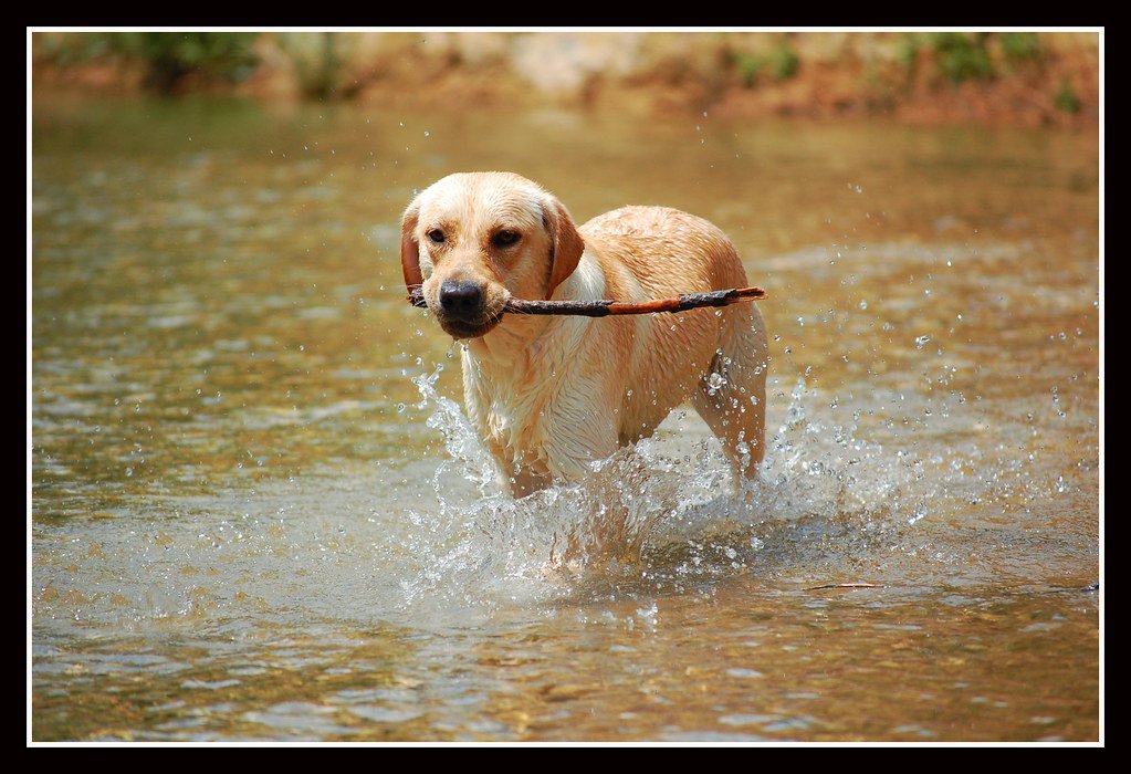 Labrador Retrievers Maintain Strong Appeal (image credits: flickr)