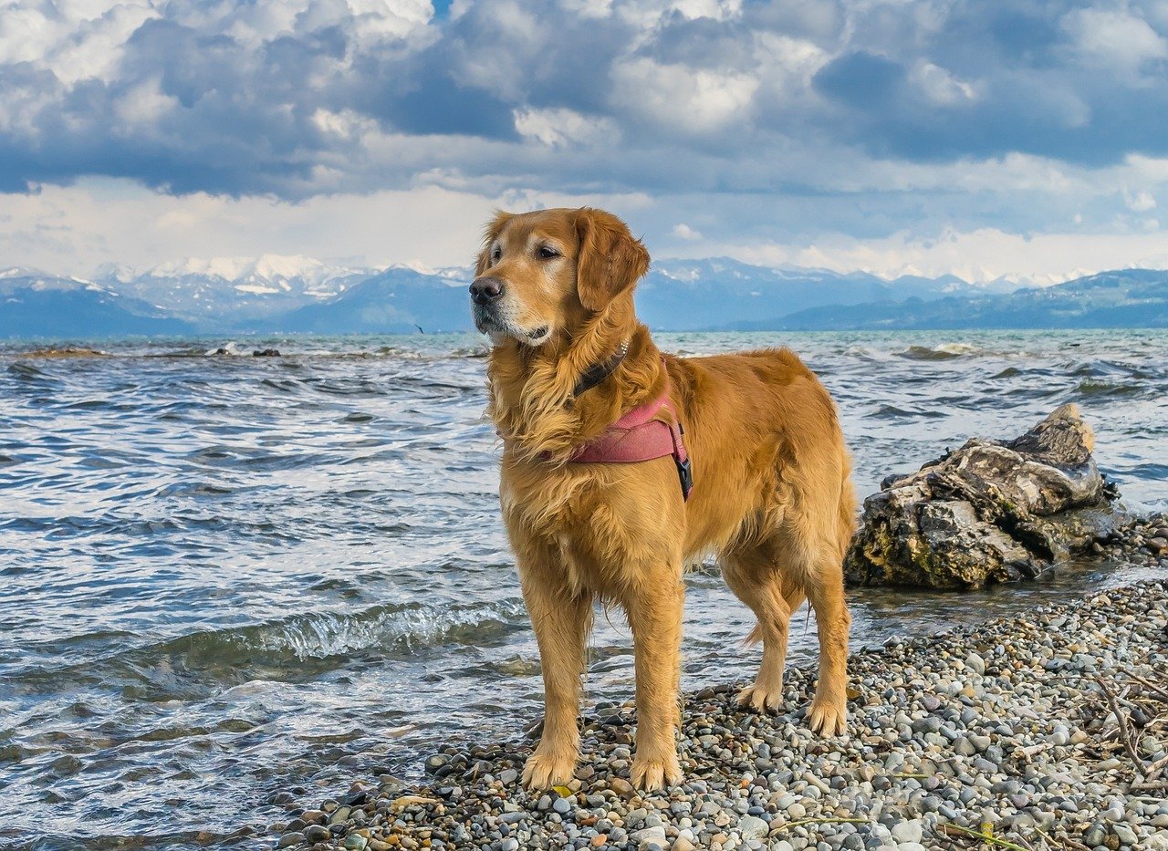 Golden Retrievers Match California's Golden State Image (image credits: pixabay)