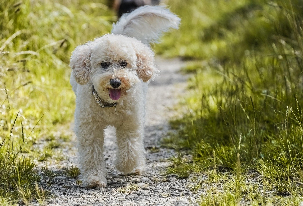 Poodles Adapt to Diverse California Lifestyles (image credits: pixabay)