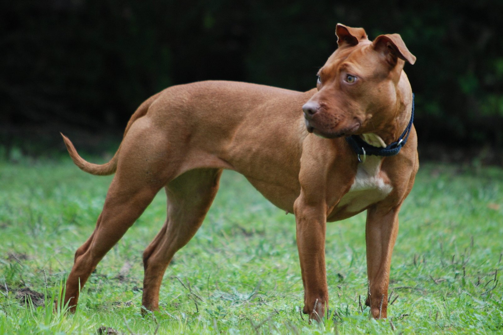 American Pit Bull Terriers Face Unique Challenges (image credits: wikimedia)