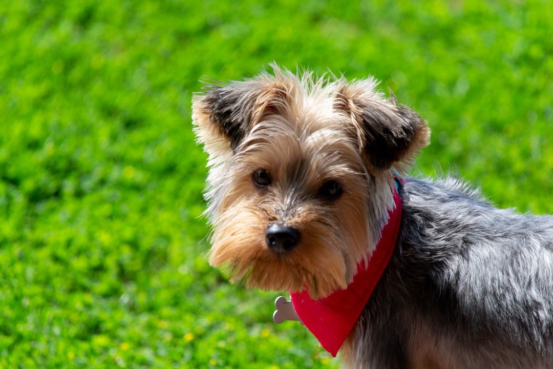 Yorkshire Terriers Thrive in Urban California (image credits: unsplash)
