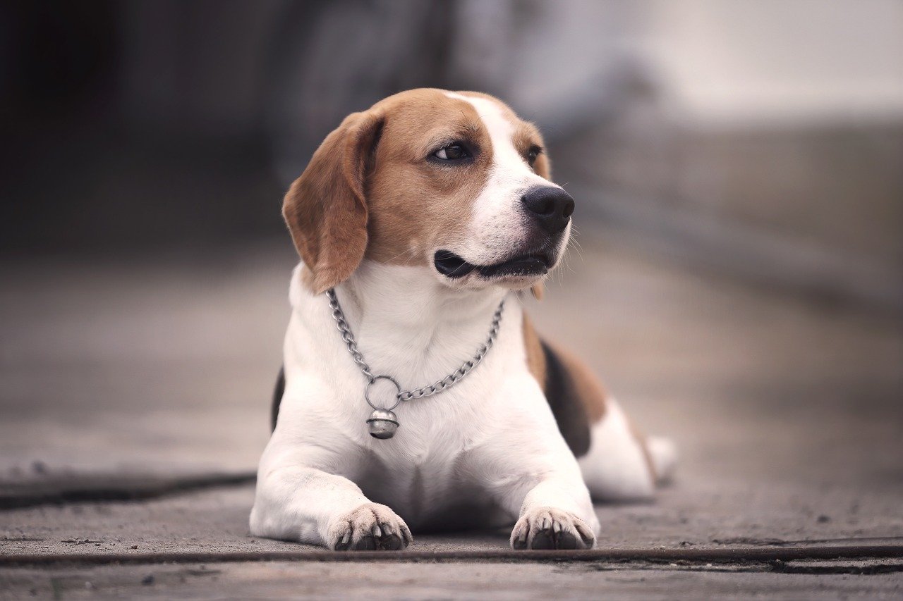 Beagles Win Hearts with Their Gentle Nature (image credits: pixabay)