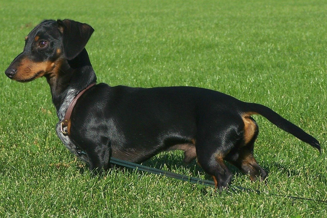Dachshunds Adapt to California Living (image credits: pixabay)